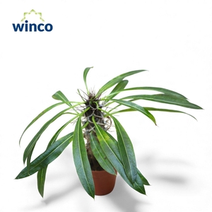 PACHYPOD LAMEREI
