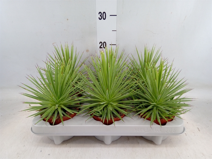 <h4>Agave stricta 'Nana'</h4>