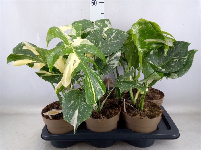 <h4>Monstera delic. 'Thai Constellatio'</h4>