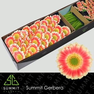 Germini Tompouce Water x40