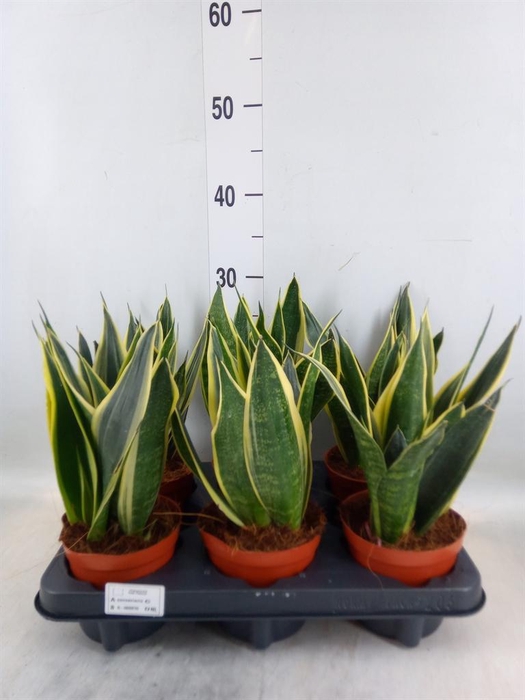 <h4>Sansevieria  'Star Canary'</h4>