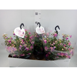 Fuchsia  'Bella Fuchsia'  .mix hang