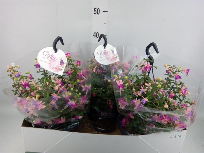 <h4>Fuchsia  'Bella Fuchsia'  .mix hang</h4>