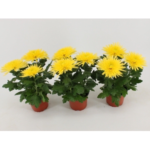 Chrysant Anastasia Geel