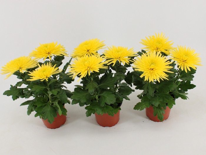 <h4>Chrysant Anastasia Geel</h4>