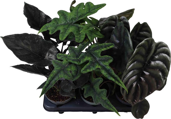 <h4>ALOCASIA BAGINDA P12 MIX</h4>