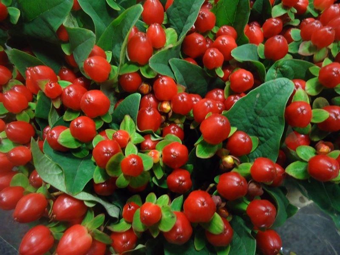 <h4>Hyp Mag. Triumph</h4>