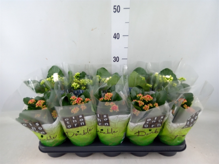 <h4>Kalanchoe blos.   ..rosebud mix  2</h4>