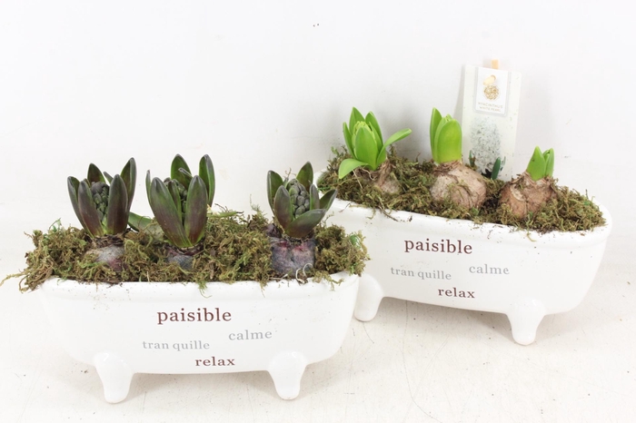 <h4>arr4 Hyacint FL - Badkuip paisible</h4>