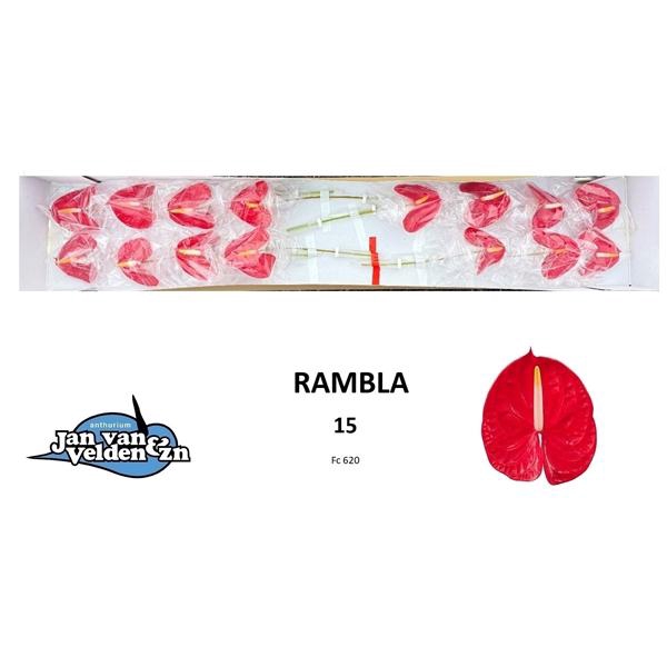 <h4>Rambla 15</h4>