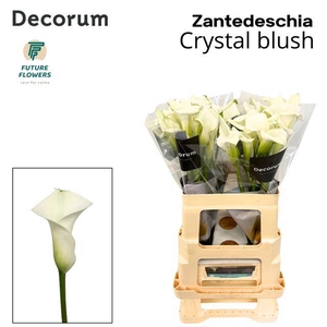 ZANT CRYSTAL BLUSH
