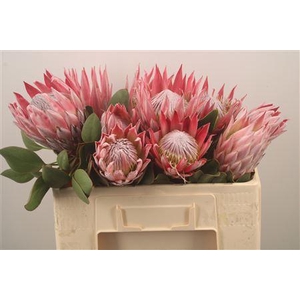 Protea Cynaroides