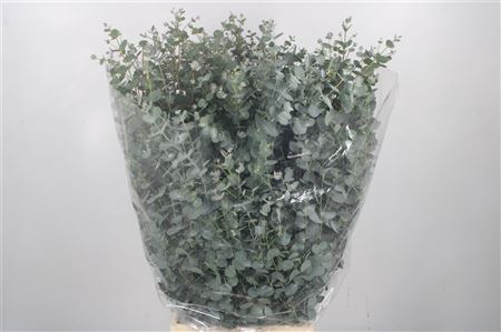 <h4>Euc Gunnii Per Bunch 300 Gram Extra</h4>