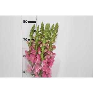 BOCA DE LEAO POTOMAC ROSE 080 CM