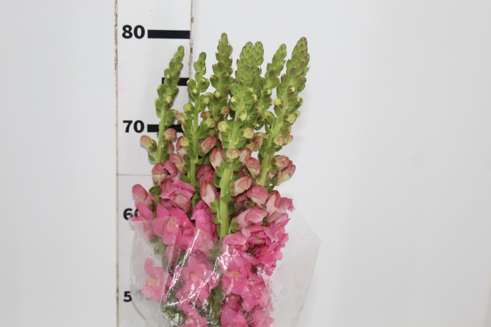 <h4>BOCA DE LEAO POTOMAC ROSE 080 CM</h4>