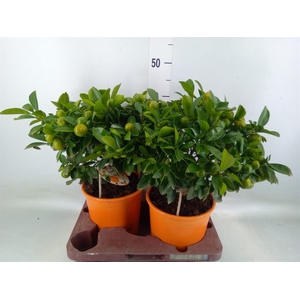 Citrofortunella mic.