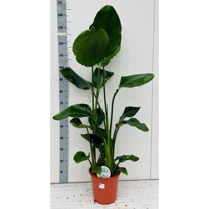 STRELITZIA NICOLAI