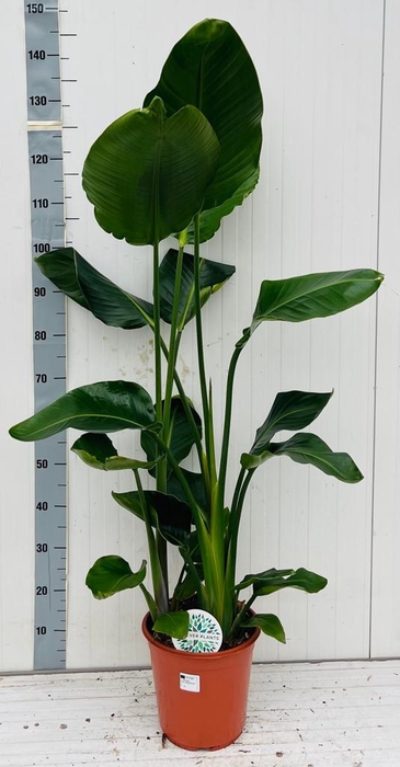 <h4>STRELITZIA NICOLAI</h4>