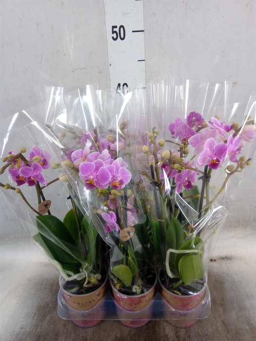 <h4>Phalaenopsis multi.   ...rose</h4>