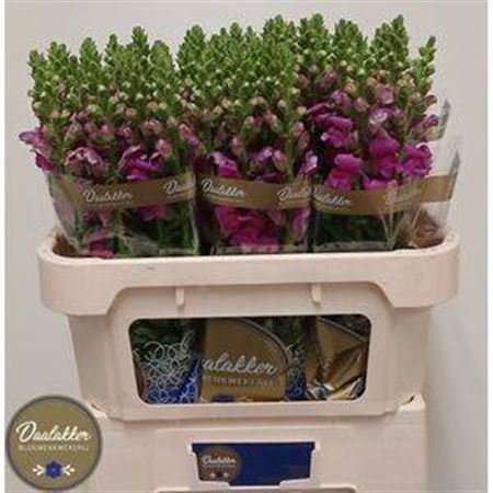<h4>Antirrhinum majus Toulon Purple</h4>