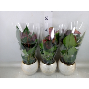 Anthurium andr. 'Essencia'