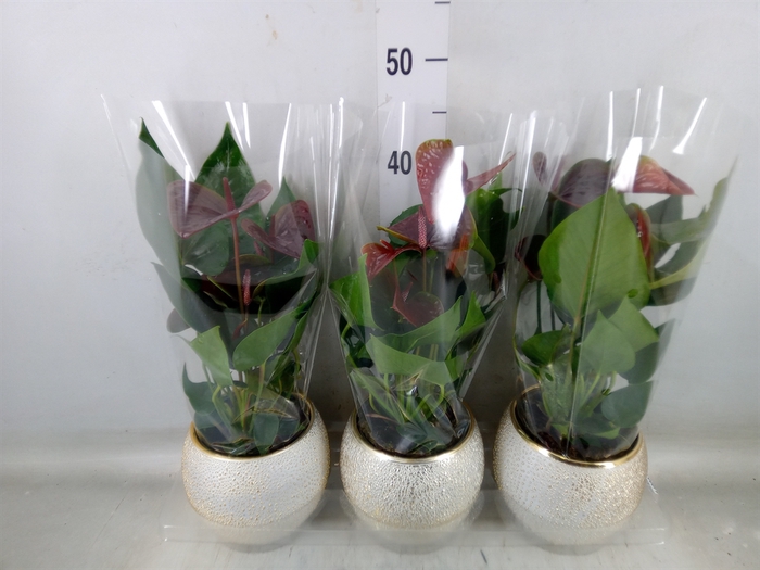 <h4>Anthurium andr. 'Essencia'</h4>