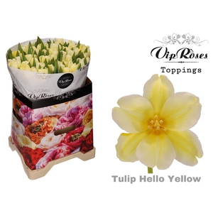 TU EN A HELLO YELLOW