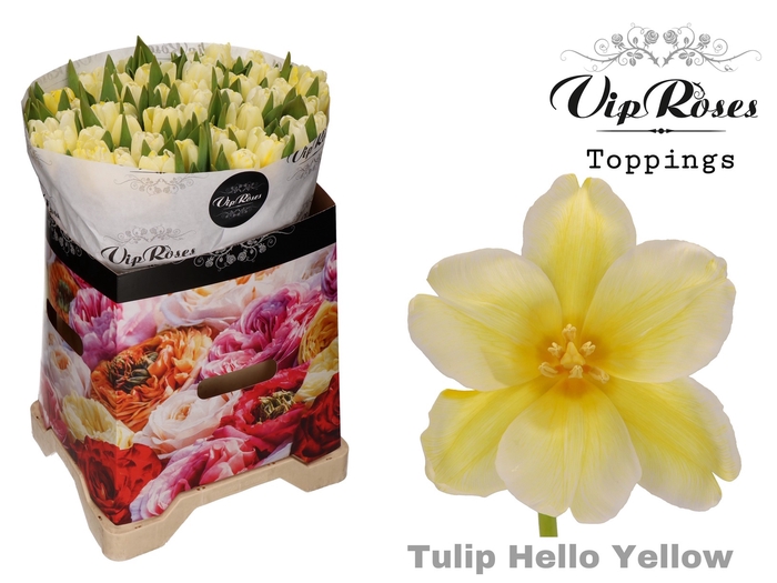 <h4>TU EN A HELLO YELLOW</h4>