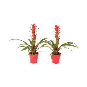 Guzmania Allura in keramiek Anna