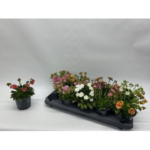 LEWI CO HAPPY CO GEM