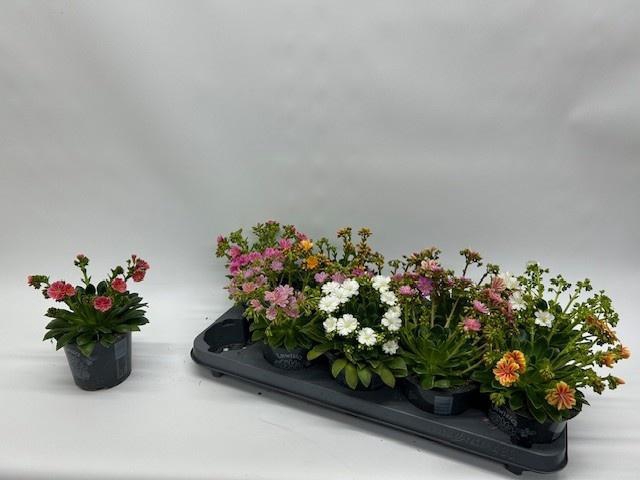 <h4>LEWI CO HAPPY CO GEM</h4>