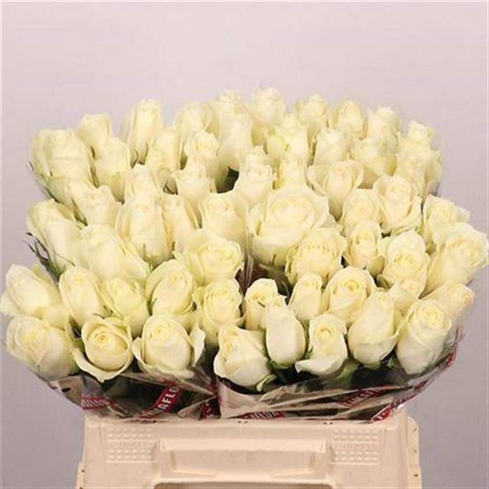 <h4>R Gr Albatros</h4>