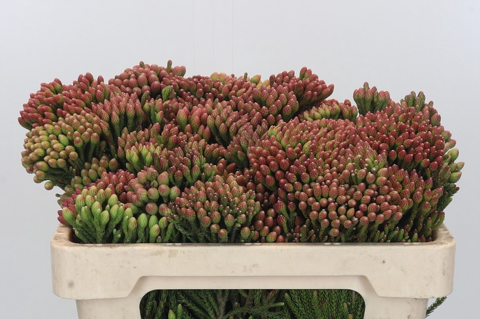 <h4>Kaaps Groen Red Brunia</h4>