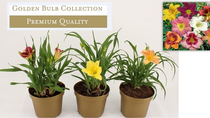 <h4>Hemerocallis mix</h4>