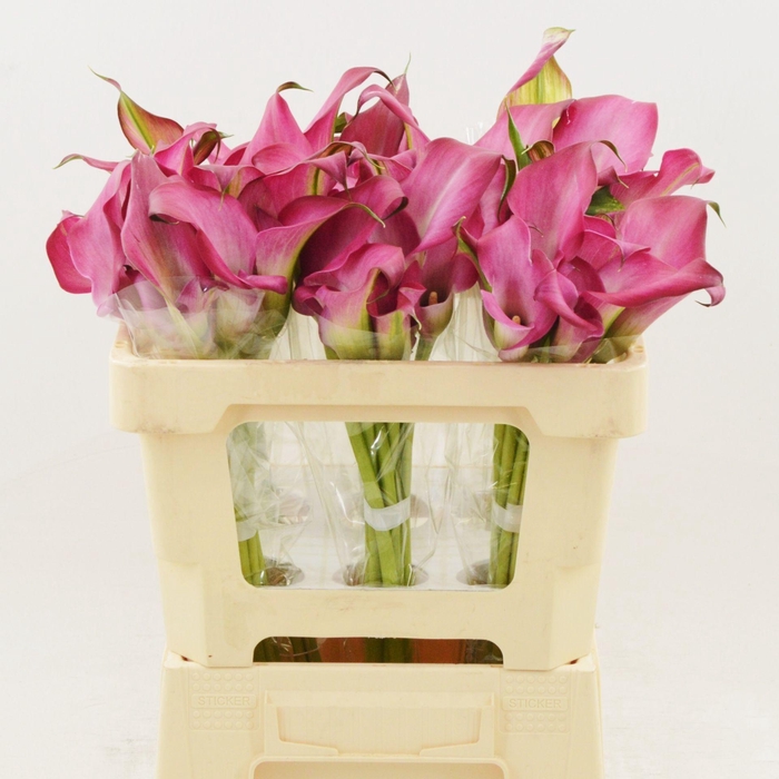 <h4>Calla Zazu | Dubbelbloemig</h4>