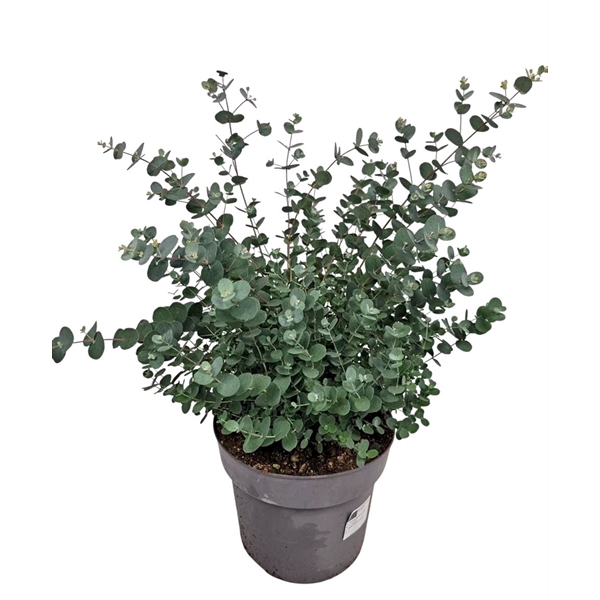 <h4>Eucalyptus Gunnii Bush</h4>
