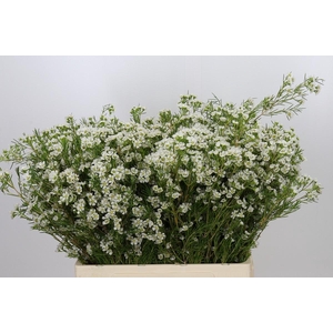 Chamelaucium Grace