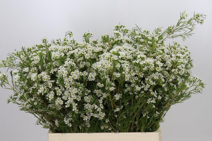<h4>Chamelaucium Grace</h4>