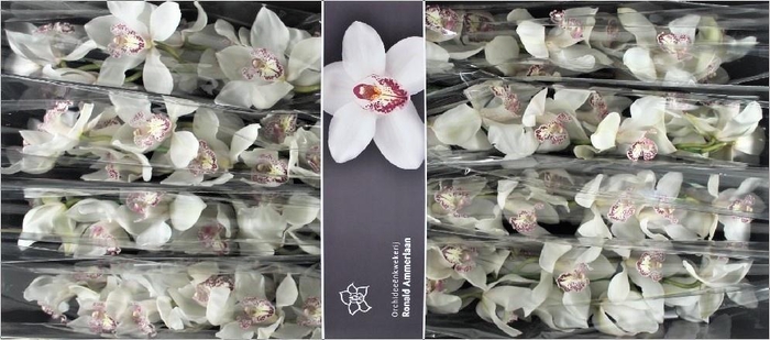 <h4>Cymbidium Sugar Lee</h4>