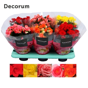 Begonia mix 14 cm (5 kleuren) Decorum