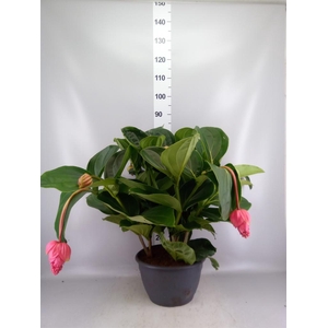 Medinilla magn.