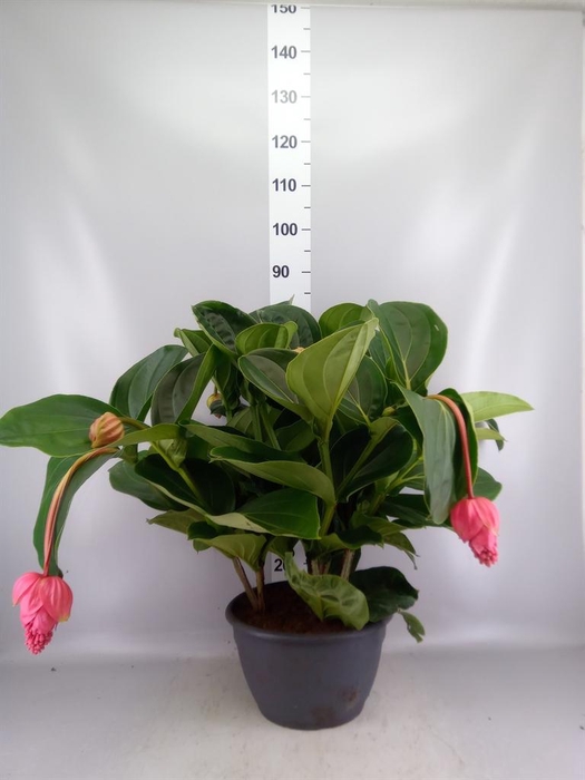 <h4>Medinilla magn.</h4>