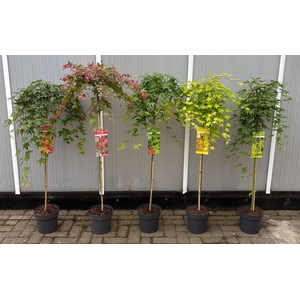 Acer palmatum