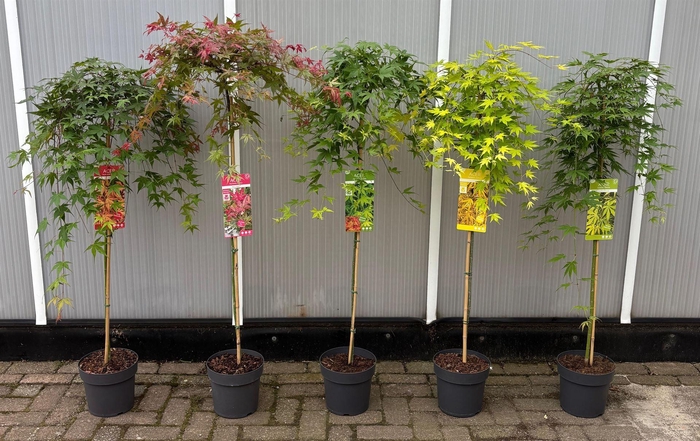 <h4>Acer palmatum</h4>