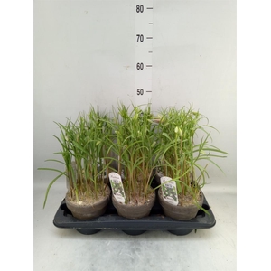 Fritillaria meleagris
