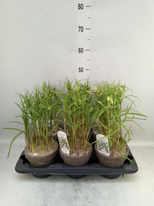 <h4>Fritillaria meleagris</h4>