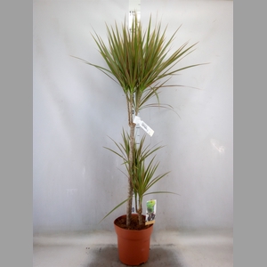 Dracaena marg. 'Bicolor'