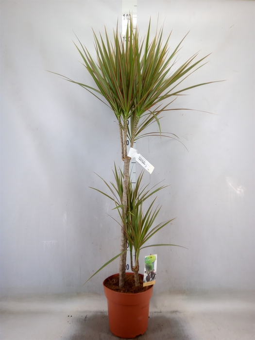 <h4>Dracaena marg. 'Bicolor'</h4>