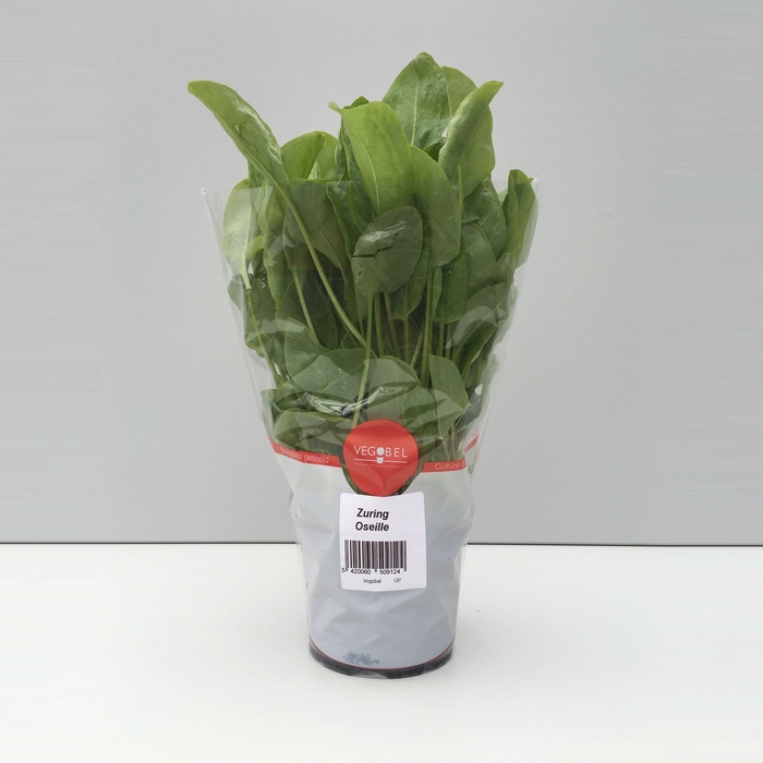 <h4>Zuring Groen P12</h4>