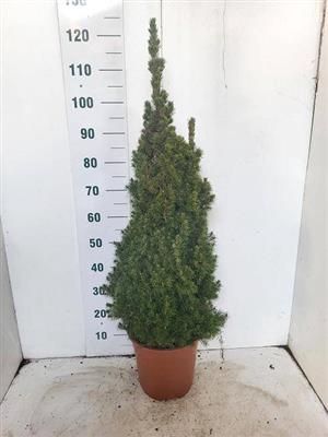 <h4>P.PICEA GL CONICA 125  SALE !!</h4>